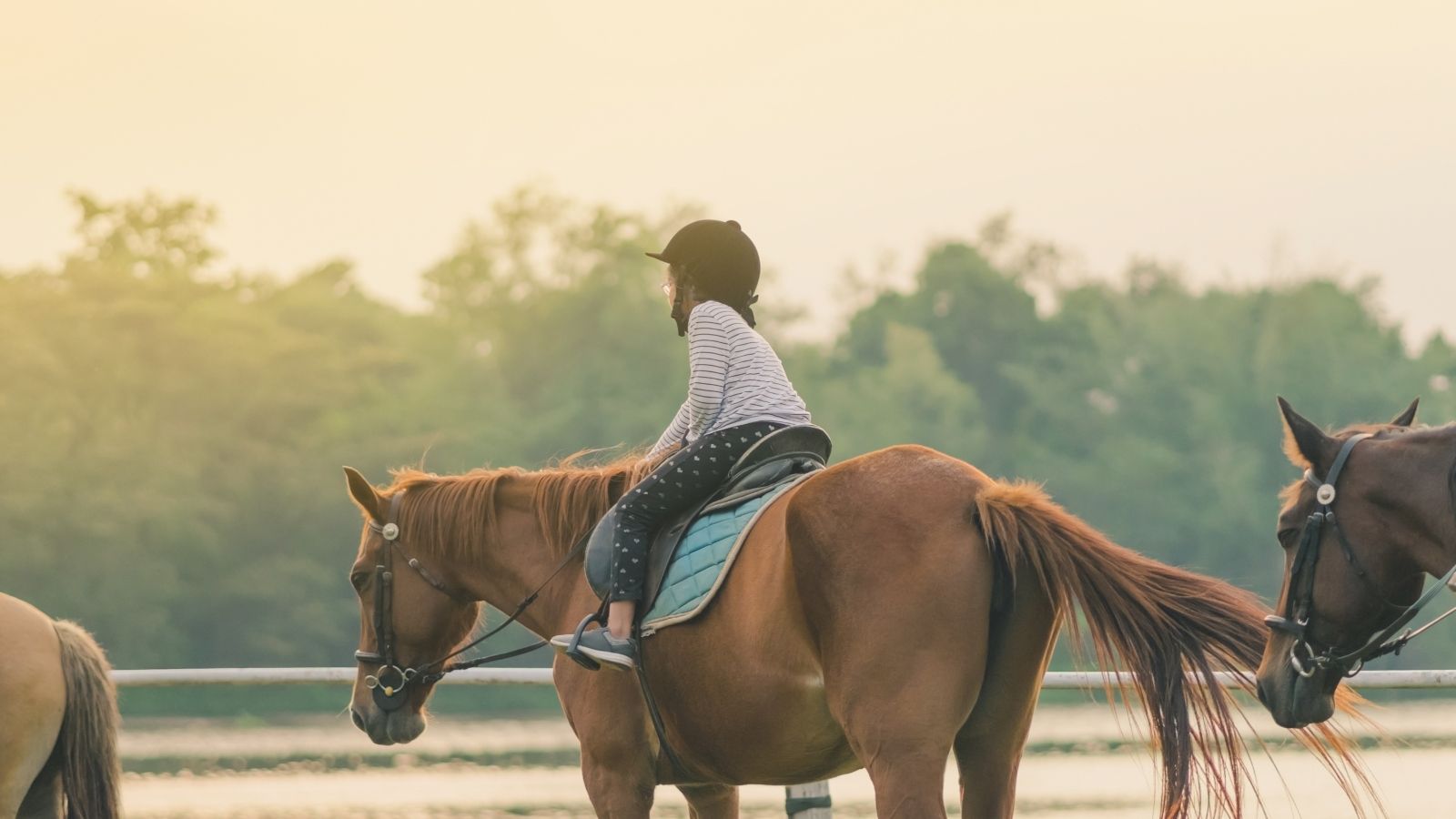horse riding large banner 1